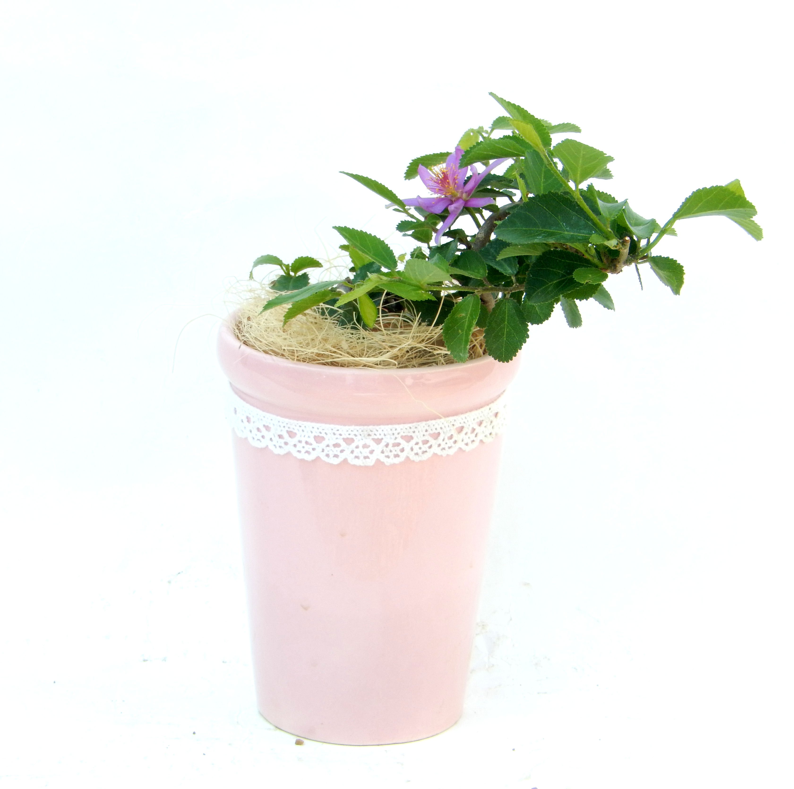 �Q�O�O�Q�N�ȗ��A�N�Ԃ̃x�X�g�Z���[�I�I�I�R���p�N�g�ɉ������܂����B���߂Ă̕��ɂ���Ă₷����v�ȐA���ł��B