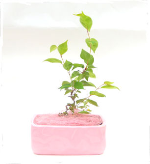 �~�́@���s�䏊��