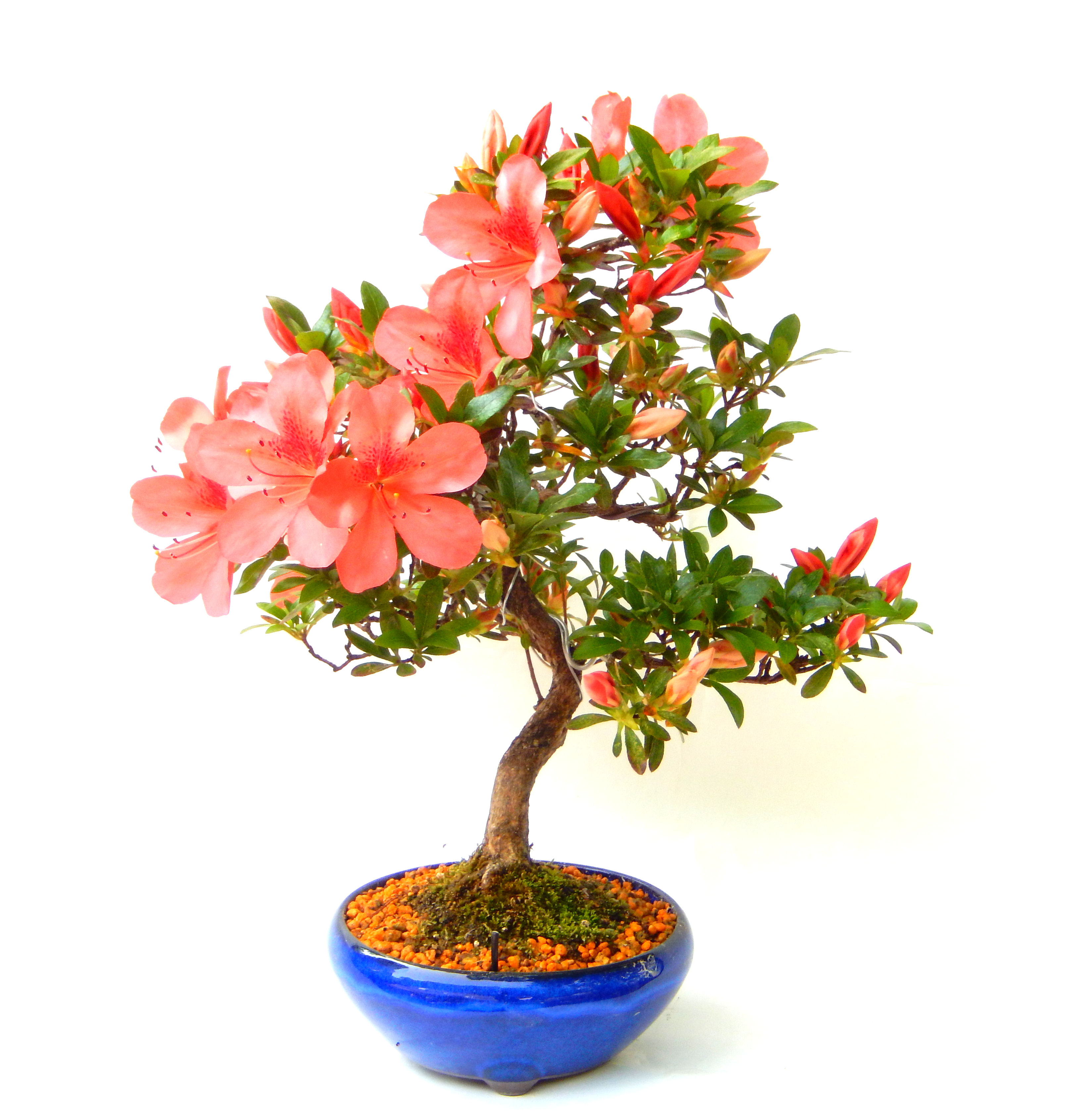 �N�Ԃ̒��x�X�g�Z���[�ɂȂ�܂����I�I�I�R���p�N�g�ɉ������܂����B���߂Ă̕��ɂ���Ă₷����v�ȐA���ł��B