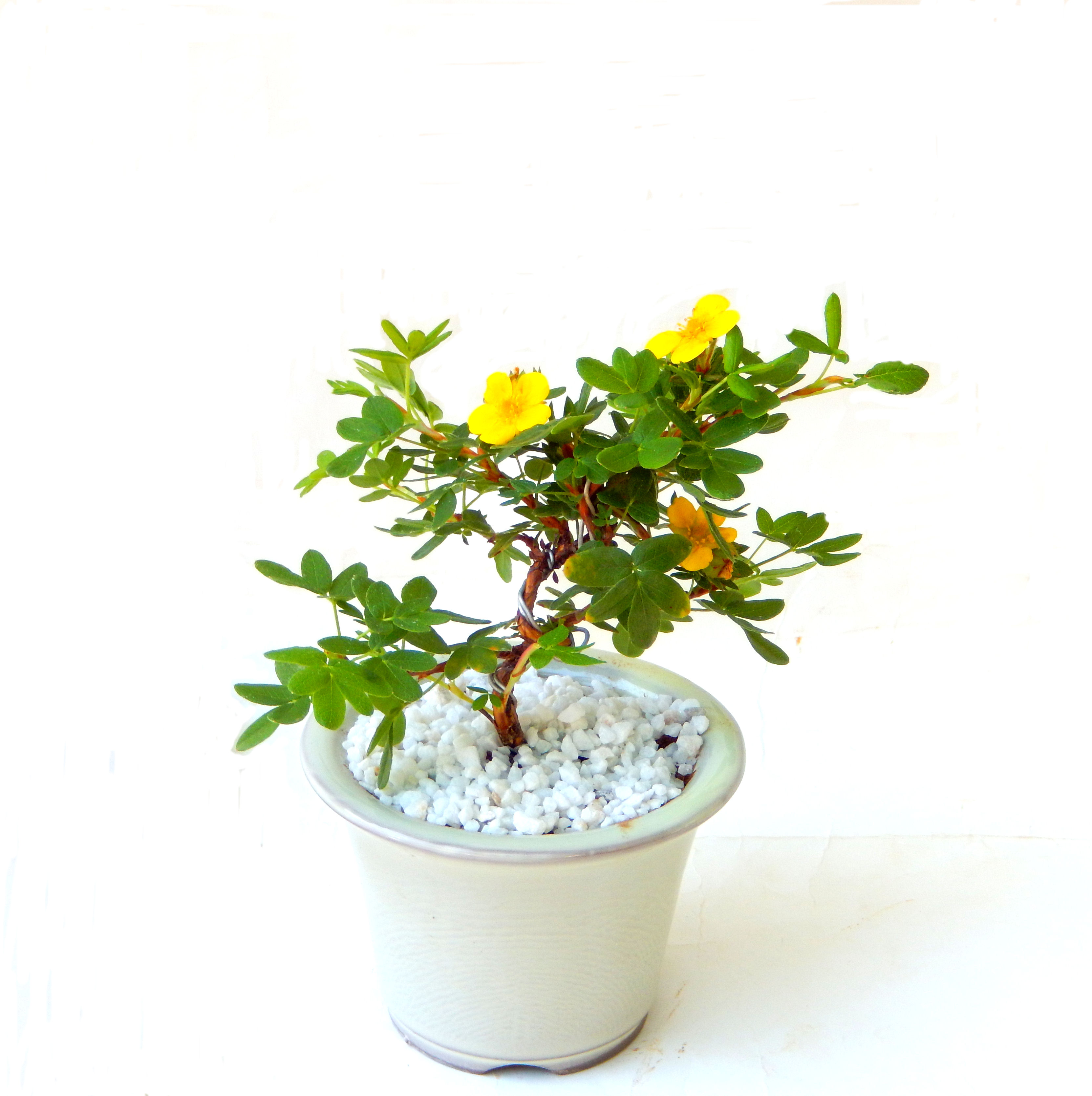 ����̖؂Ə����܂��B�����ɂ��₩��鉏�N�A���I�I�Ƃɂ��������A��x������ǂ����Ă���ɓ��ꂽ���Ȃ�A���ł��I 
   ���̏��i�́A�~�j�T�C�Y�ɍ��܂����B�������̃C���e���A�Ƃ��ăe�[�u���⑋�ӂɂ�����傫���ł��B�܂������̂����߂̈�i�ł��I�I�I