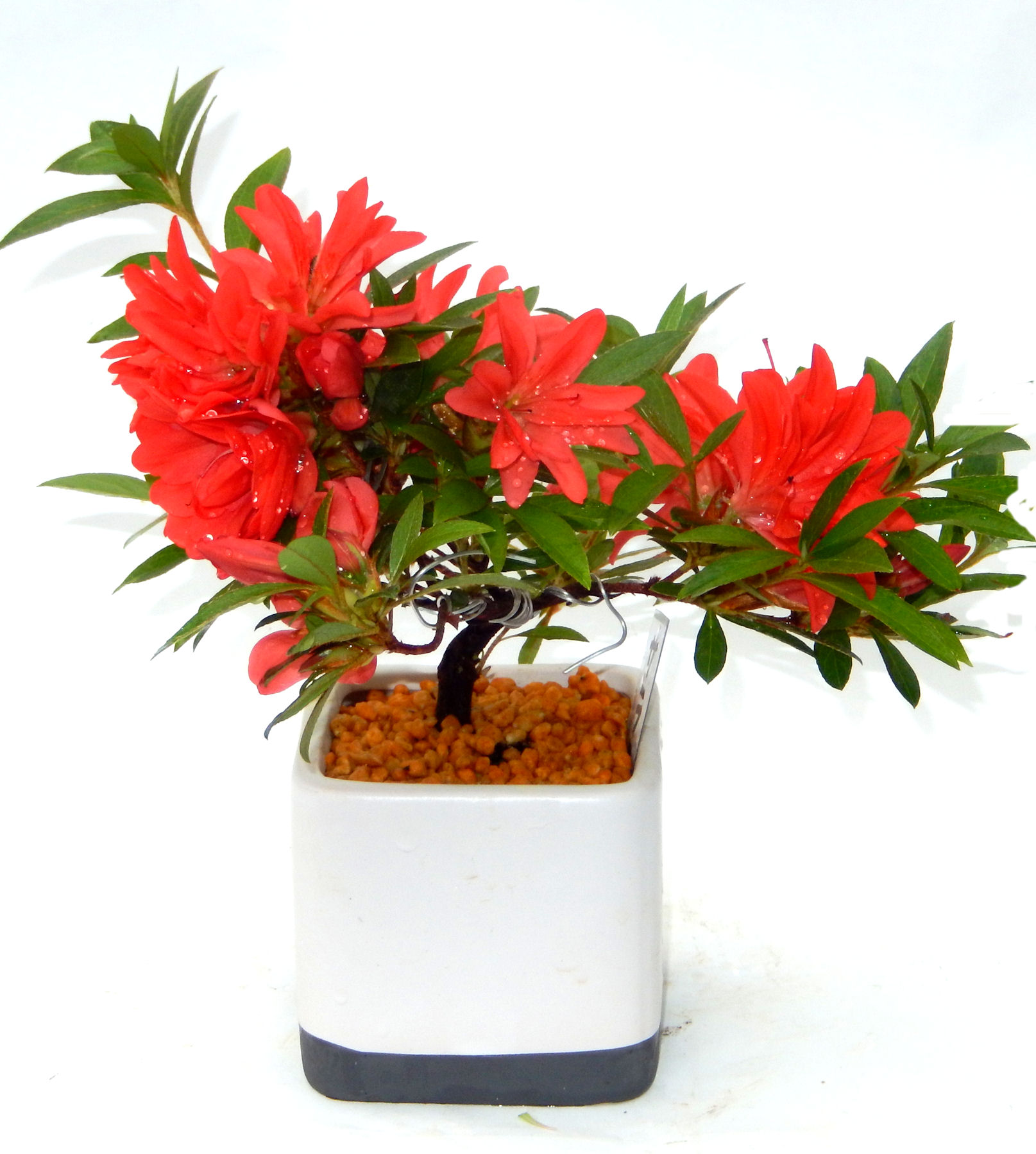 �N�Ԃ̒��x�X�g�Z���[�ɂȂ�܂����I�I�I�R���p�N�g�ɉ������܂����B���߂Ă̕��ɂ���Ă₷����v�ȐA���ł��B