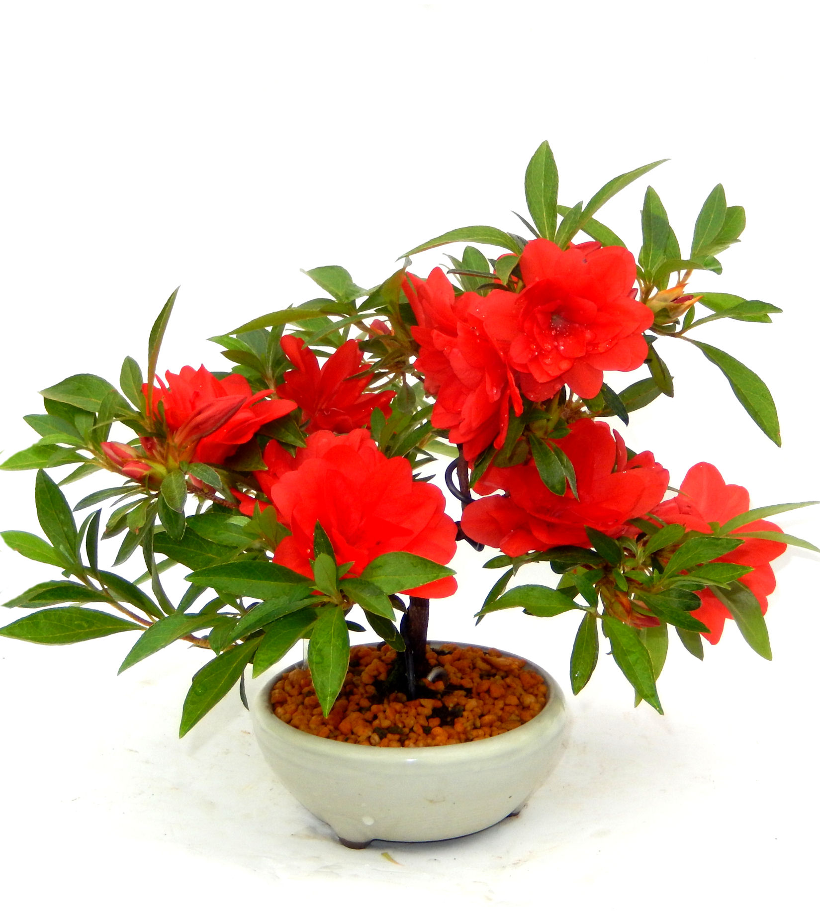 �N�Ԃ̒��x�X�g�Z���[�ɂȂ�܂����I�I�I�R���p�N�g�ɉ������܂����B���߂Ă̕��ɂ���Ă₷����v�ȐA���ł��B