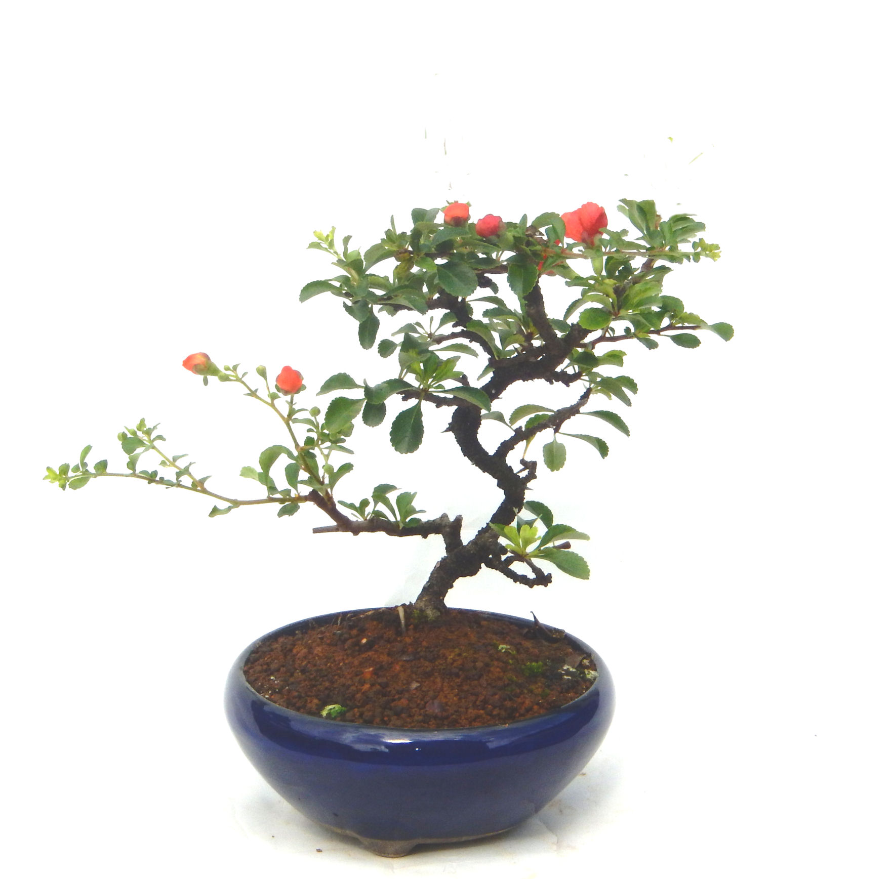 �����~�Ə����܂��B�����ɂ��₩��鉏�N�A���I�I�X�ɏt�A�R�����납���ȐԂ��ԁB�}�ɒ��ڂڂ݂�t���J�Ԃ��܂��B�Ԑ��������Ă��A���Ȃ��Ă��A�Ƃɂ��������A��x������ǂ����Ă���ɓ��ꂽ���Ȃ�A���ł��I 
   ���̏��i�́A�~�j�T�C�Y�ɍ��܂����B�������̃C���e���A�Ƃ��ăe�[�u���⑋�ӂɂ�����傫���ł��B�܂������̂����߂̈�i�ł��I�I�I