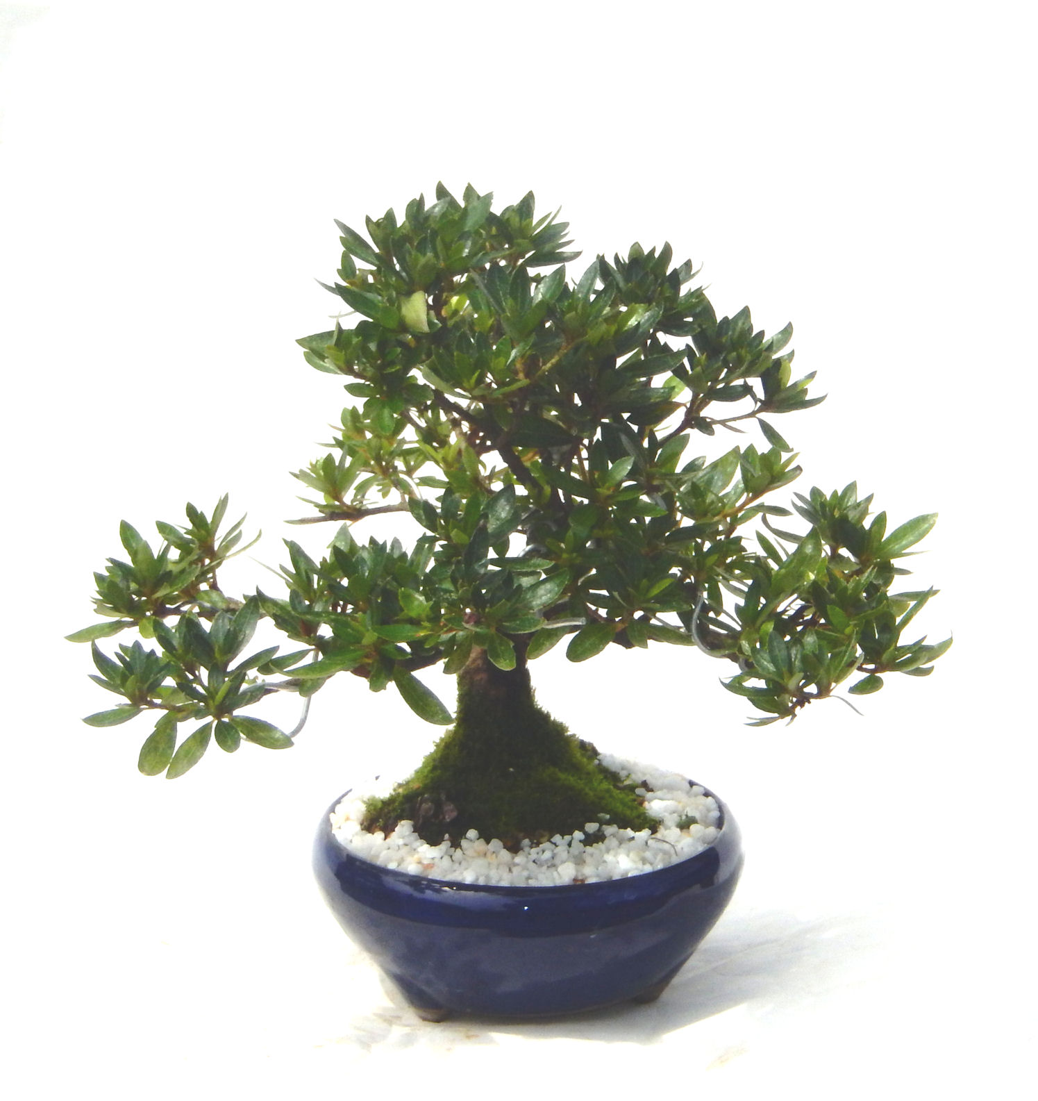 �N�Ԃ̒��x�X�g�Z���[�ɂȂ�܂����I�I�I�R���p�N�g�ɉ������܂����B���߂Ă̕��ɂ���Ă₷����v�ȐA���ł��B