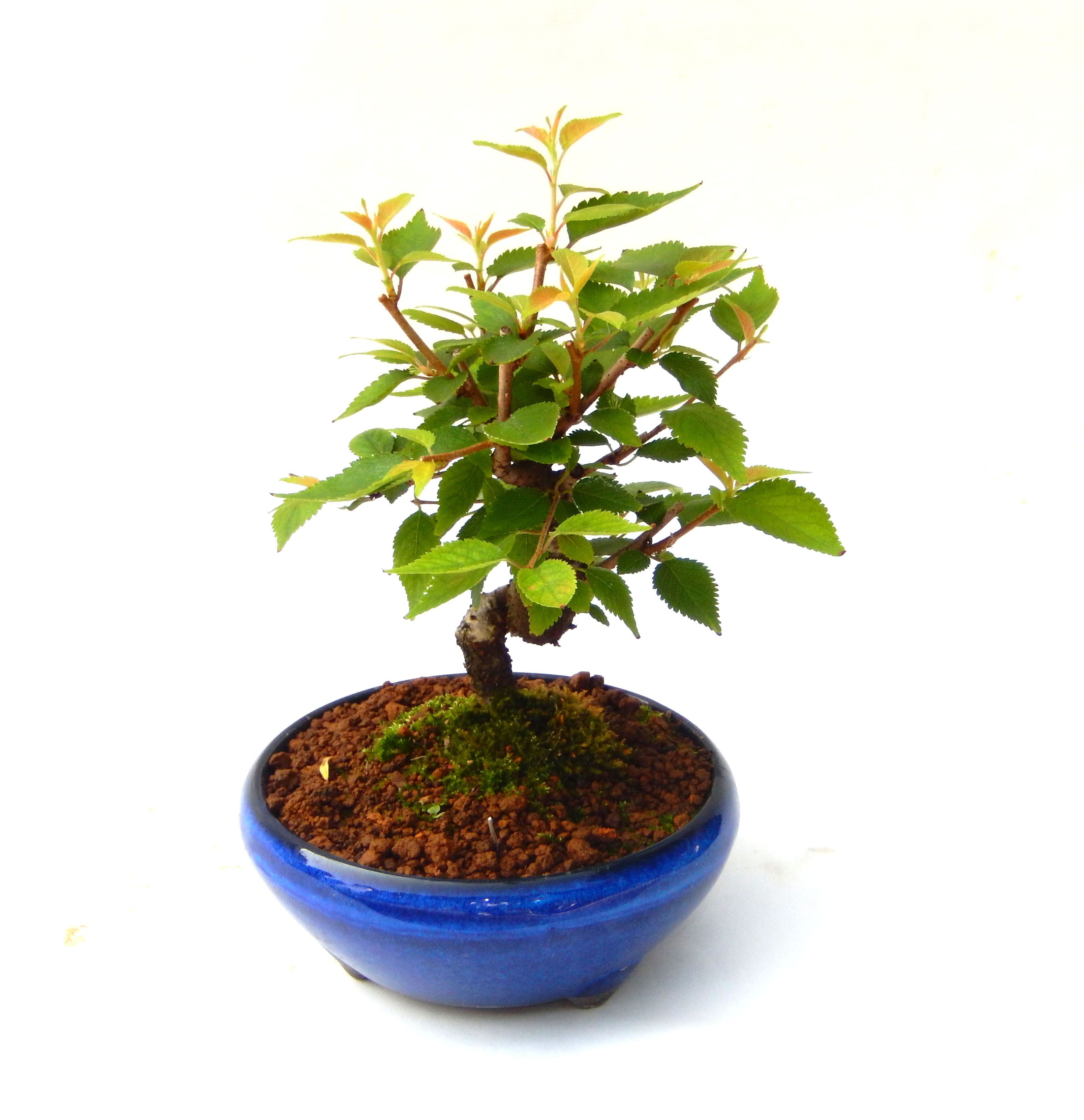 �P�O�����B�t�ƏH�̓��炭�T�N���ł��B�N�Ԃ̒��x�X�g�Z���[�ɂȂ�܂����I�I�I�R���p�N�g�ɉ������܂����B���߂Ă̕��ɂ���Ă₷����v�ȐA���ł��B