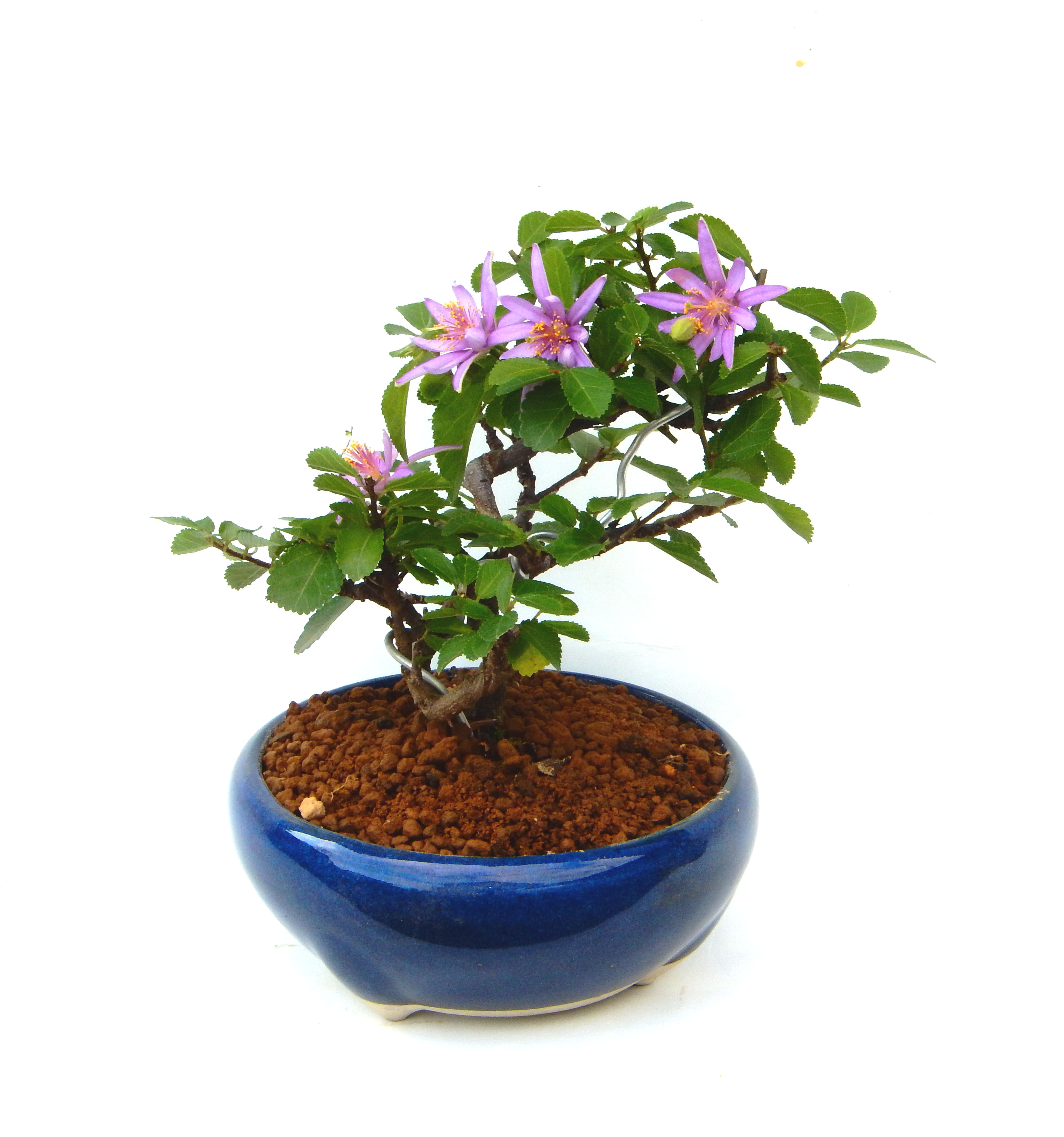 �Q�O�O�Q�N�ȗ��A�N�Ԃ̃x�X�g�Z���[�I�I�I�R���p�N�g�ɉ������܂����B���߂Ă̕��ɂ���Ă₷����v�ȐA���ł��B