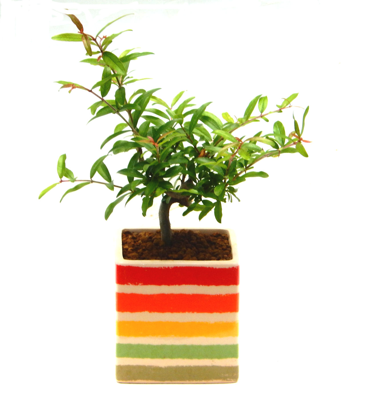 ������́A�q��Ɍb�܂��Ƃ����A�ɉh���Ӗ����鉏�N�A���ł��B�U���ɃI�����W�F�̉Ԃ��炫�A�����Ď����Ȃ�܂��B��(��)�́A���e�ɐl�C�ň��ݕ��Ƃ��Ďs�̂���Ă��܂��B 