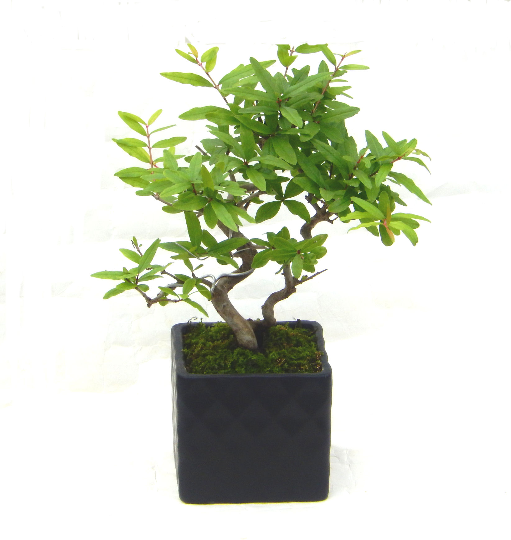 ������́A�q��Ɍb�܂��Ƃ����A�ɉh���Ӗ����鉏�N�A���ł��B�U���ɃI�����W�F�̉Ԃ��炫�A�����Ď����Ȃ�܂��B��(��)�́A���e�ɐl�C�ň��ݕ��Ƃ��Ďs�̂���Ă��܂��B 