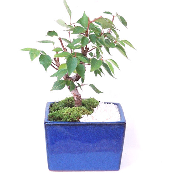 �H����~�ɂ����A�t�ɉԂ��炭�j��炫���ł��B�N�Ԃ̒��x�X�g�Z���[�ɂȂ�܂����I�I�I�R���p�N�g�ɉ������܂����B���߂Ă̕��ɂ���Ă₷����v�ȐA���ł��B