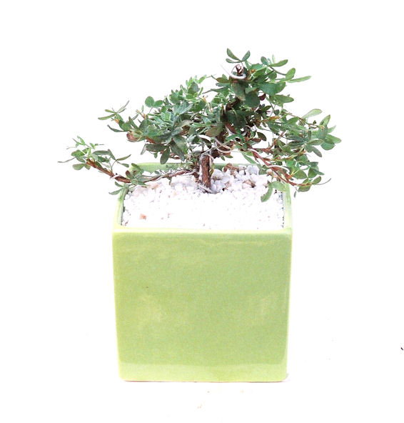 ����̖؁B����̖؂͈���^�A�����^�A���^���Ăэ��ގ��؂ƌ����Ă��܂��B