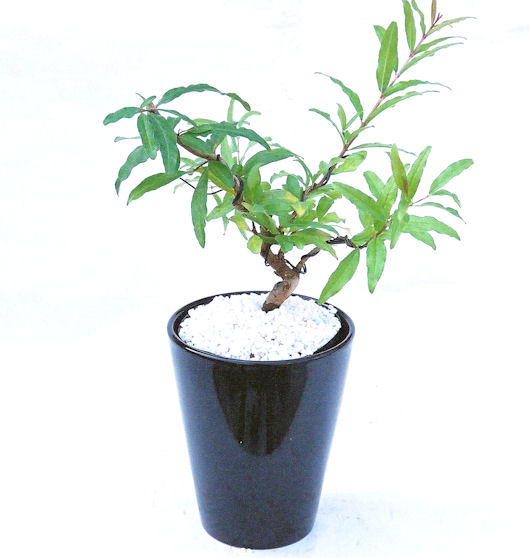 ������́A�q��Ɍb�܂��Ƃ����A�ɉh���Ӗ����鉏�N�A���ł��B�U���ɃI�����W�F�̉Ԃ��炫�A�����Ď����Ȃ�܂��B��(��)�́A���e�ɐl�C�ň��ݕ��Ƃ��Ďs�̂���Ă��܂��B 