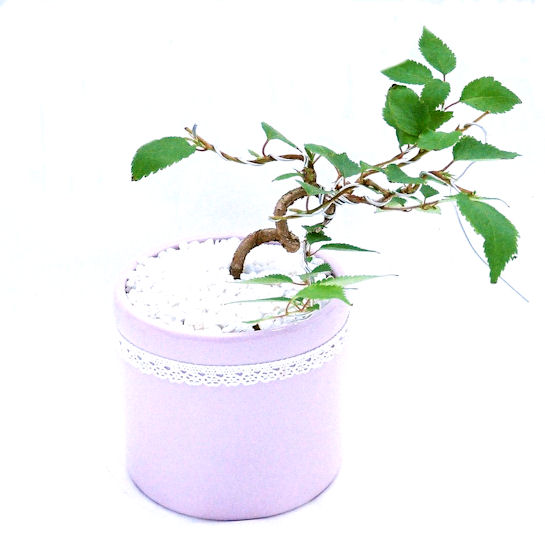 �P�O�����B�t�ƏH�̓��炭�T�N���ł��B�N�Ԃ̒��x�X�g�Z���[�ɂȂ�܂����I�I�I�R���p�N�g�ɉ������܂����B���߂Ă̕��ɂ���Ă₷����v�ȐA���ł��B