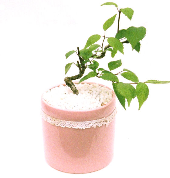 �P�O�����B�t�ƏH�̓��炭�T�N���ł��B�N�Ԃ̒��x�X�g�Z���[�ɂȂ�܂����I�I�I�R���p�N�g�ɉ������܂����B���߂Ă̕��ɂ���Ă₷����v�ȐA���ł��B